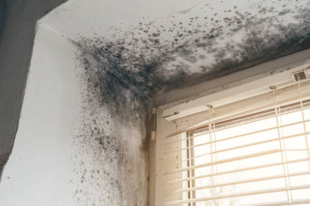 Affordable Mold Removal solutions in Clinton, MD